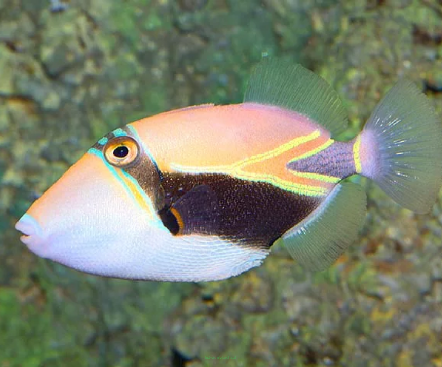 Rhinecanthus rectangulus 9 cm