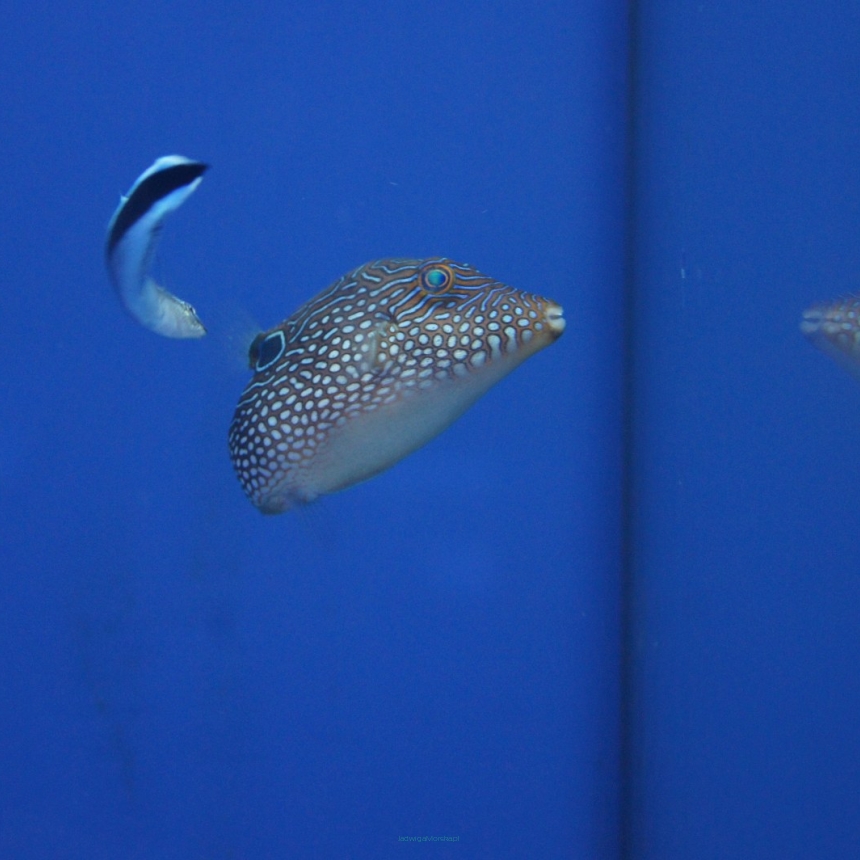 Canthigaster solandri 4 cm