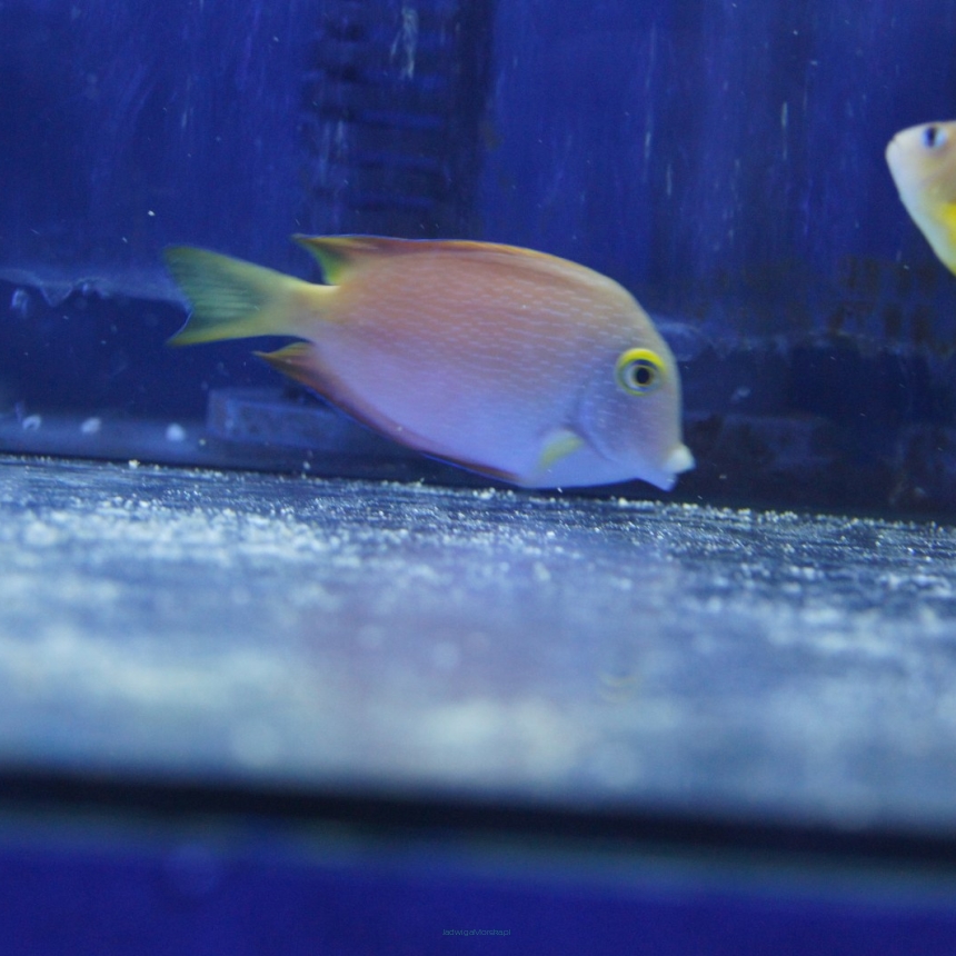 Ctenochaetus strigosus rozmiar 6 cm (Yellow Eye Surgeon)