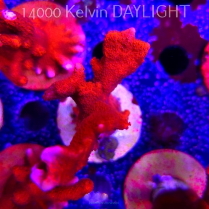 Montipora digitata RED (22.09.2025)  12cm