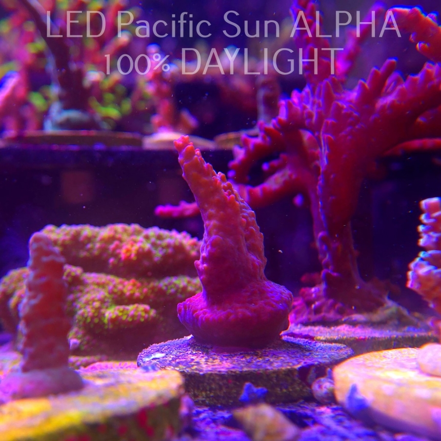 Acropora sp. AUSTRALIA (02.02.2025) L3-I-38  5cm