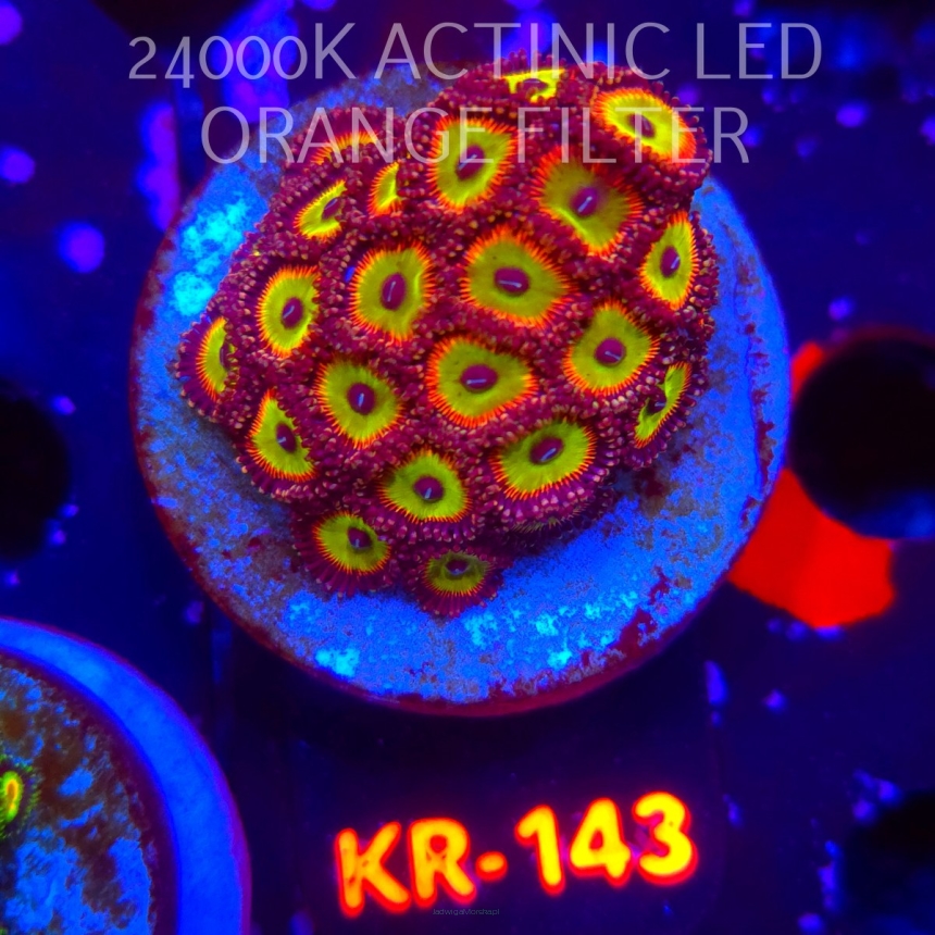 Zoanthus CANDY APPLE GREEN (03.03.2026) KR-143  25+P