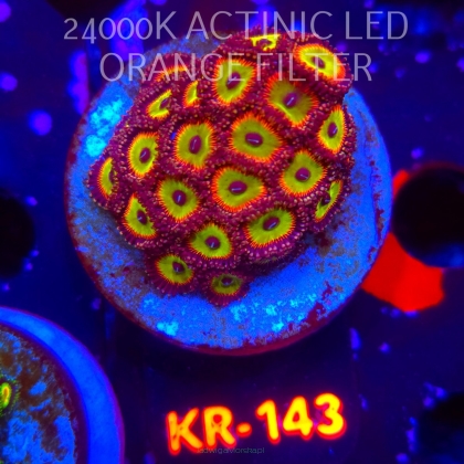 Zoanthus CANDY APPLE GREEN (03.03.2026) KR-143  25+P