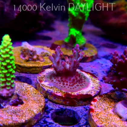 Acropora JMC PINK DREAM (24.05.2025) L2-III-12  4cm