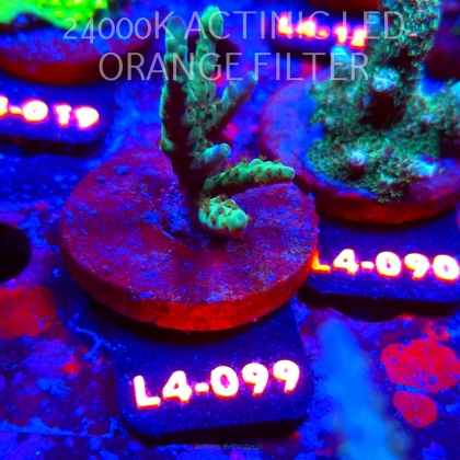 Acropora sp. AUSTRALIA  (07.01.2026) L4-099  5cm