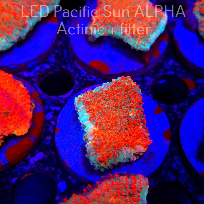 Echinophyllia Lava Rush Chalice (22.01.2025)  4cm