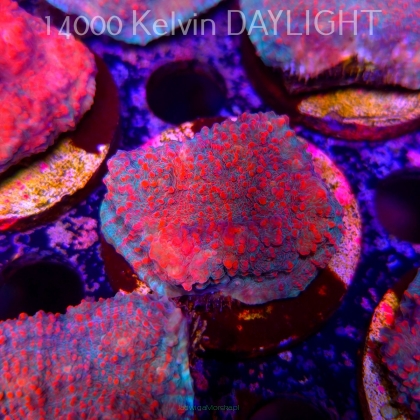 Echinophyllia Lava Rush Chalice (18.05.2025)  5cm