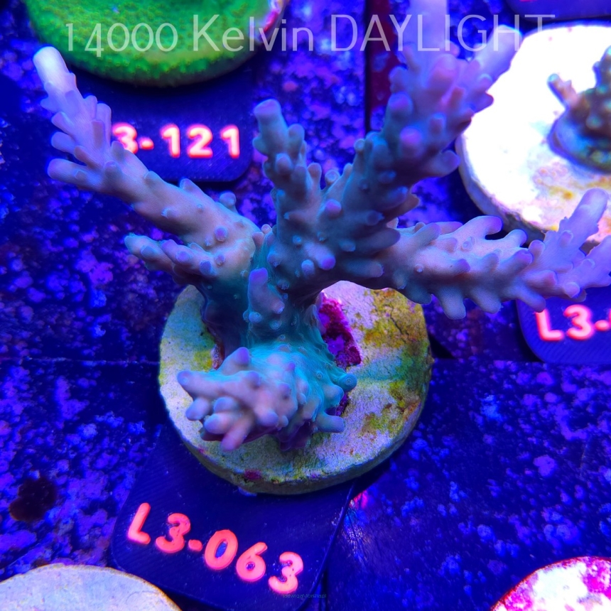 Acropora sp. AUSTRALIA (04.01.2026) L3-063  10cm