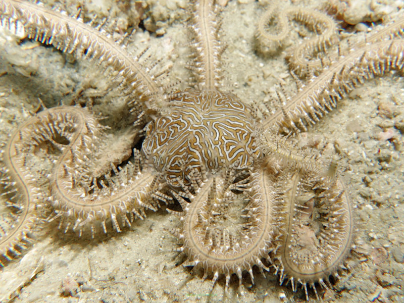 Wężowidło Ophiarthrum pictum (WHITE Brittle Starfish)