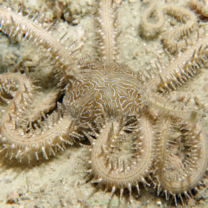 Wężowidło Ophiarthrum pictum (WHITE Brittle Starfish)