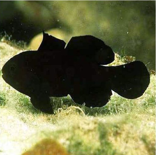 Gobiodon acicularis rozmiar 3 cm