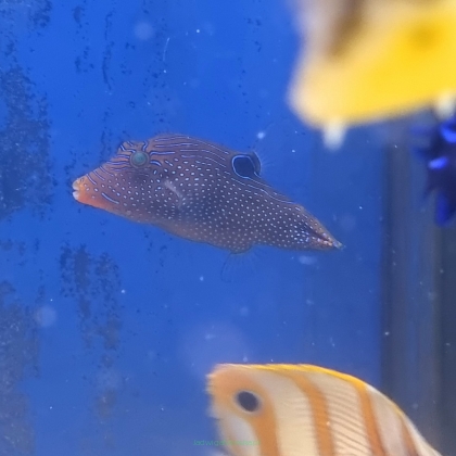 Canthigaster solandri rozmiar 5 cm
