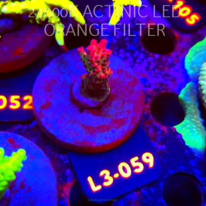 Acropora sp. PREMIUM AUSTRALIA (05.01.2026) L3-059  4cm