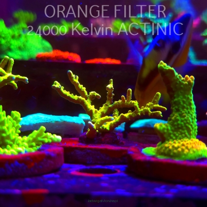 Anacropora WWC SLIMEBALL (08.04.2025) MM6-I-4  5cm