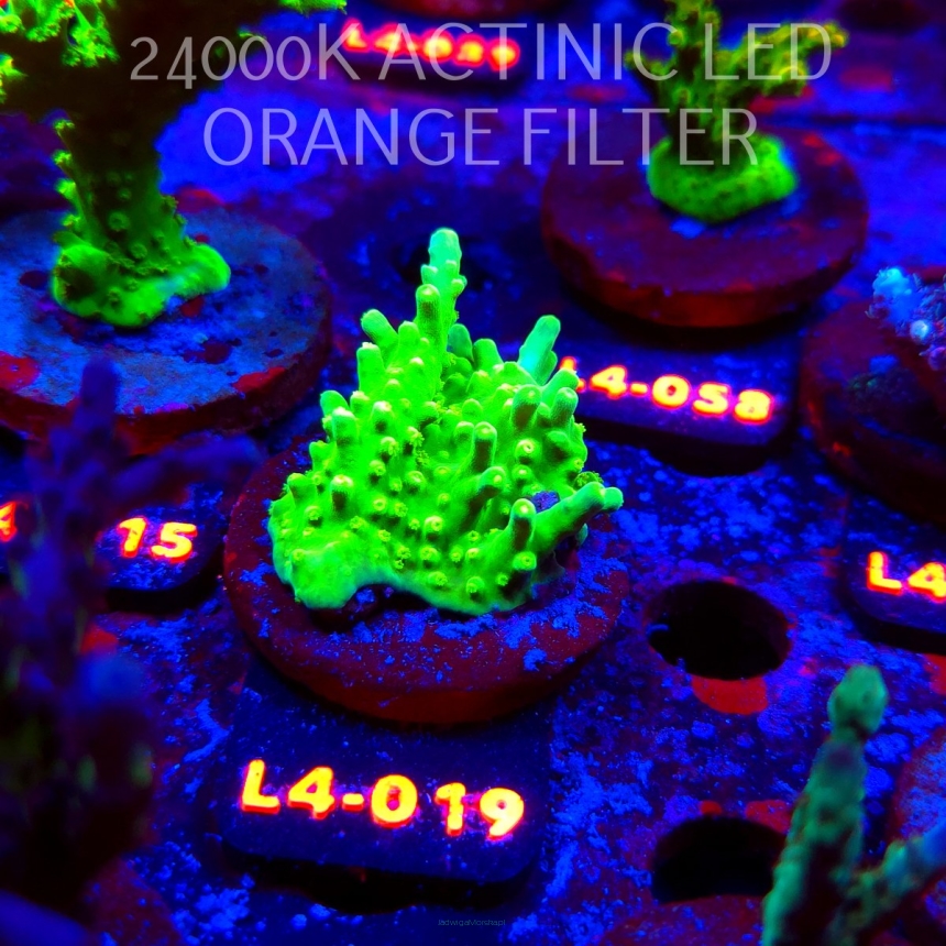 Acropora AUSTERA BANANA (07.01.2026) L4-019  5cm