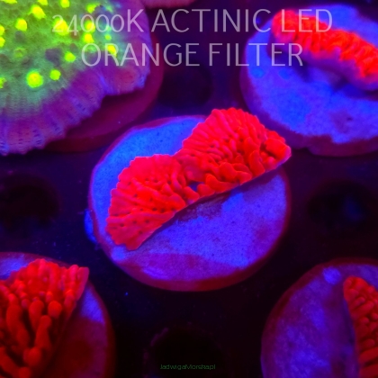 Montipora JASON FOX MEAN STREAK (21.02.2026)  5cm