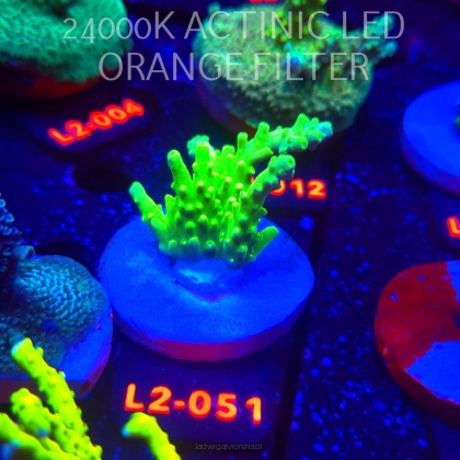 Acropora AUSTERA BANANA (14.11.2025) L2-051  5cm