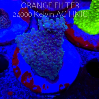 Acropora efflorescens TABLE ACRO (21.06.2025) L4-III-7  5cm