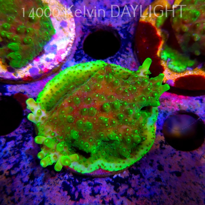 Acropora WWC Castells Banana (24.05.2025) L2-III-3  5cm