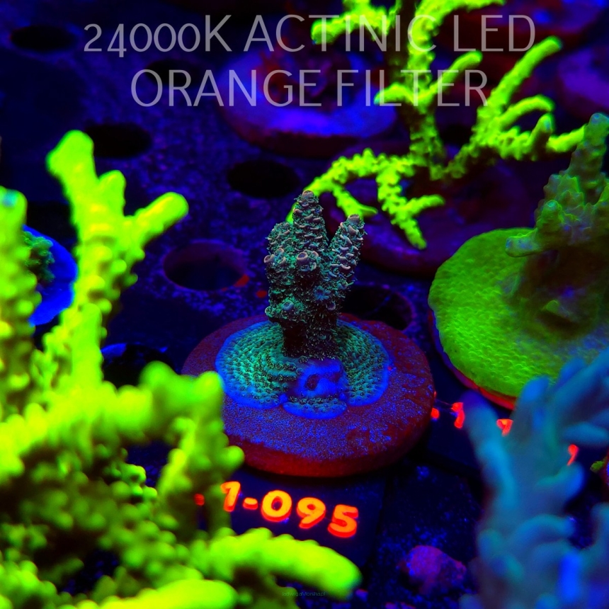 Acropora millepora SUNSET (11.10.2025) L1-095  5cm
