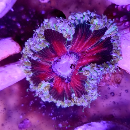  5 x Phymanthus crucifer JMC Rock Flower Anemone (5 pcs)