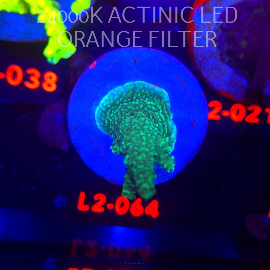 Acropora sp. AUSTRALIA (12.11.2025) L2-064  6cm