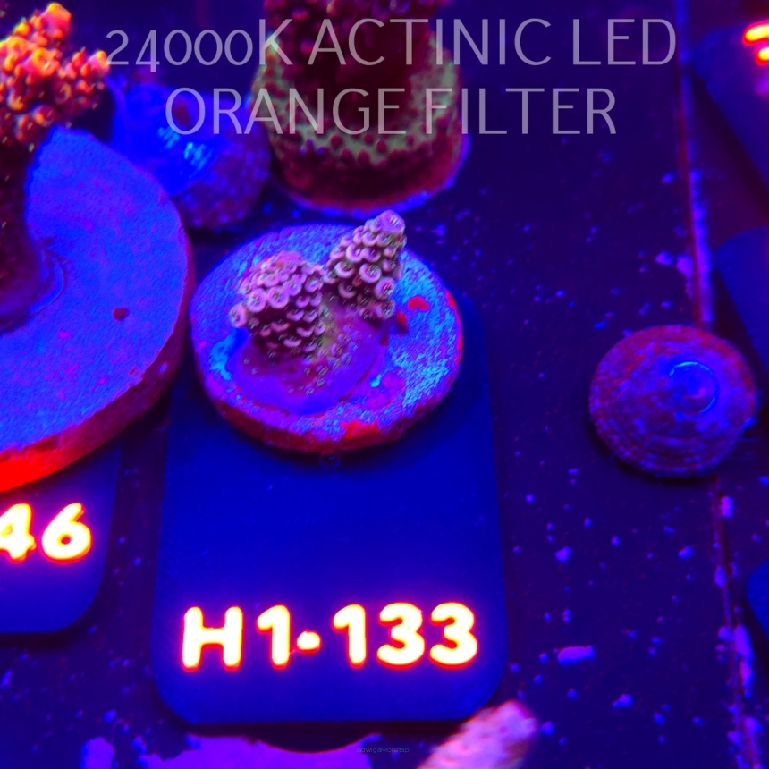 Acropora sp. (02.02.2026) H1-133  2cm