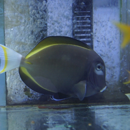 Acanthurus nigricans rozmiar 7 cm