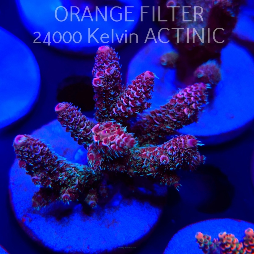 Acropora MILLEPORA RAINBOW (04.10.2025)  6cm