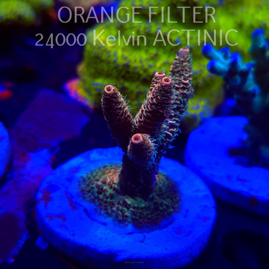 Acropora millepora CLOCKWORK ORANGE (20.03.2025) L1-II-17  6cm