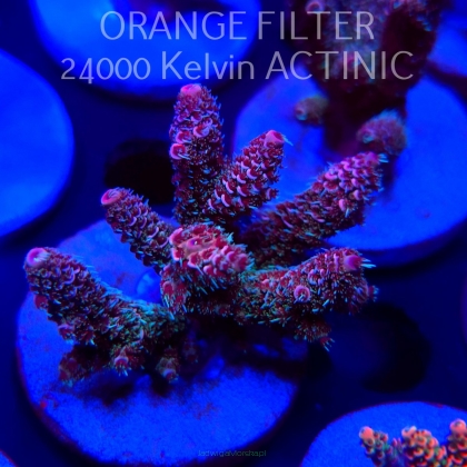 Acropora MILLEPORA RAINBOW (04.10.2025)  6cm