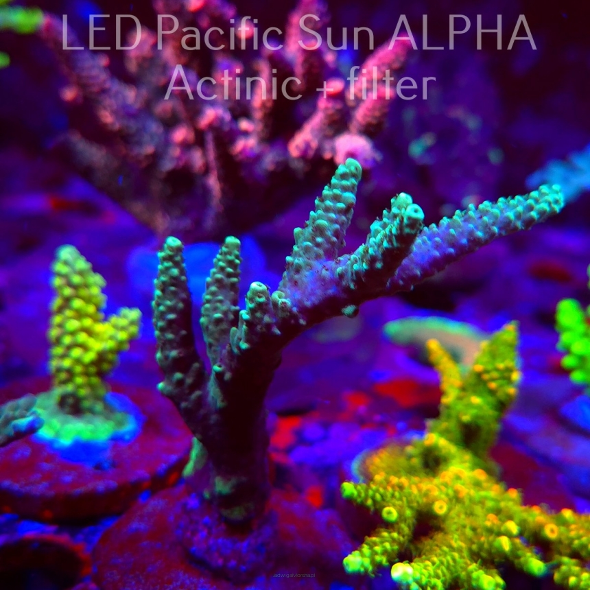 Acropora sp. AUSTRALIA (02.02.2025) L3-III-11  9cm