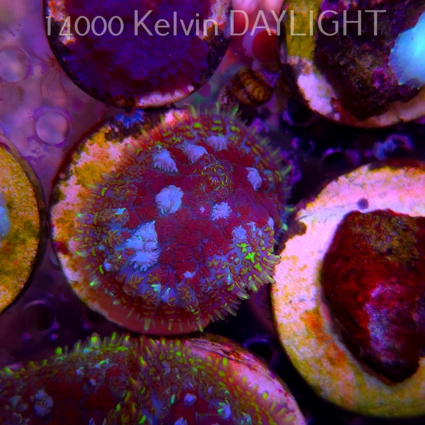Rhodactis WWC OG Bounce Mushroom (03.06.2025)  3cm