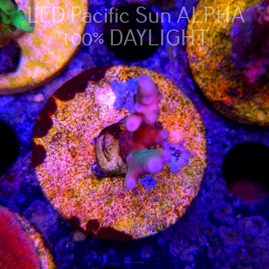 Acropora TSA RAINBOW FEVER (02.02.2025) L3-I-30  3cm