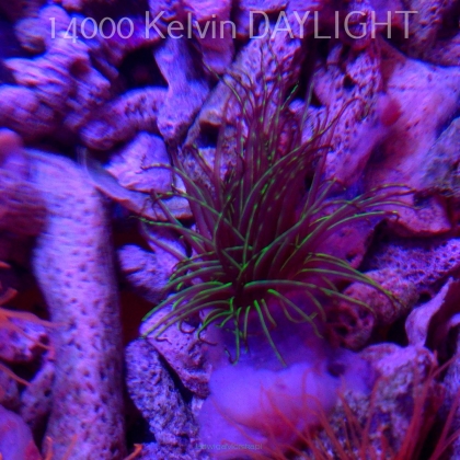  PACHYCERIANTHUS MANA GREEN (01.06.2025)