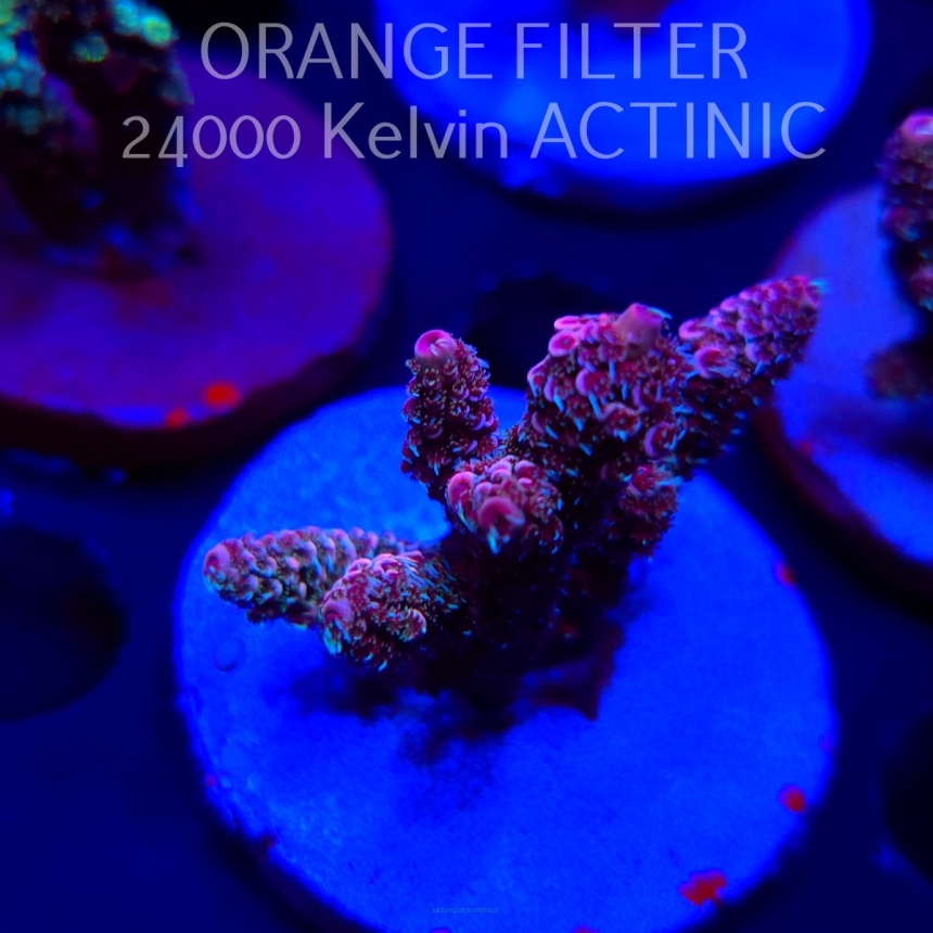 Acropora MILLEPORA RAINBOW (04.10.2025)  5cm