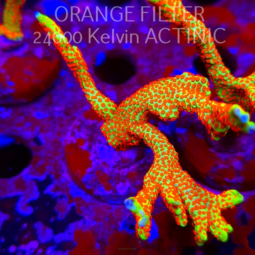 Montipora samarensis BUBBLEGUM (11.08.2025) MM6-III-13  8cm