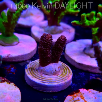 Acropora MILLEPORA PINK (20.03.2025) L1-II-3  3cm
