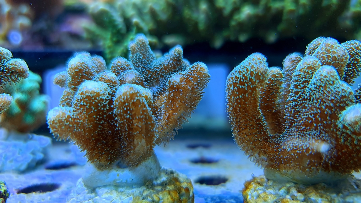 Pocillopora damicornis green