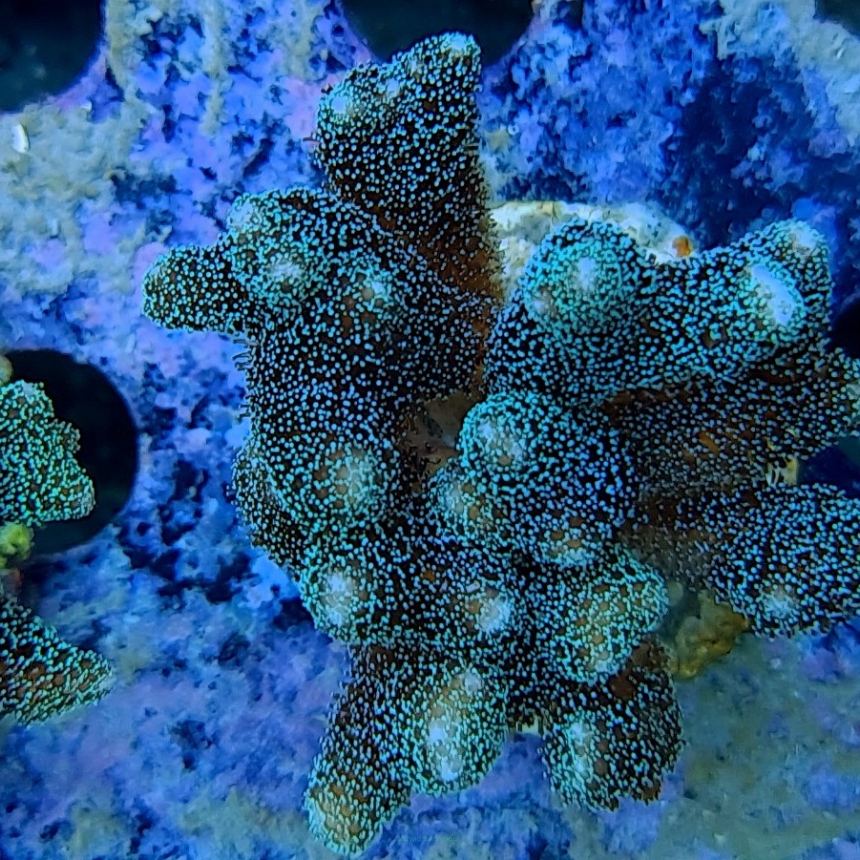 Pocillopora damicornis green