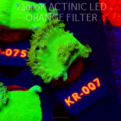 Turbinaria peltata TOXIC GREEN (07.12.2025) KR-007  4cm