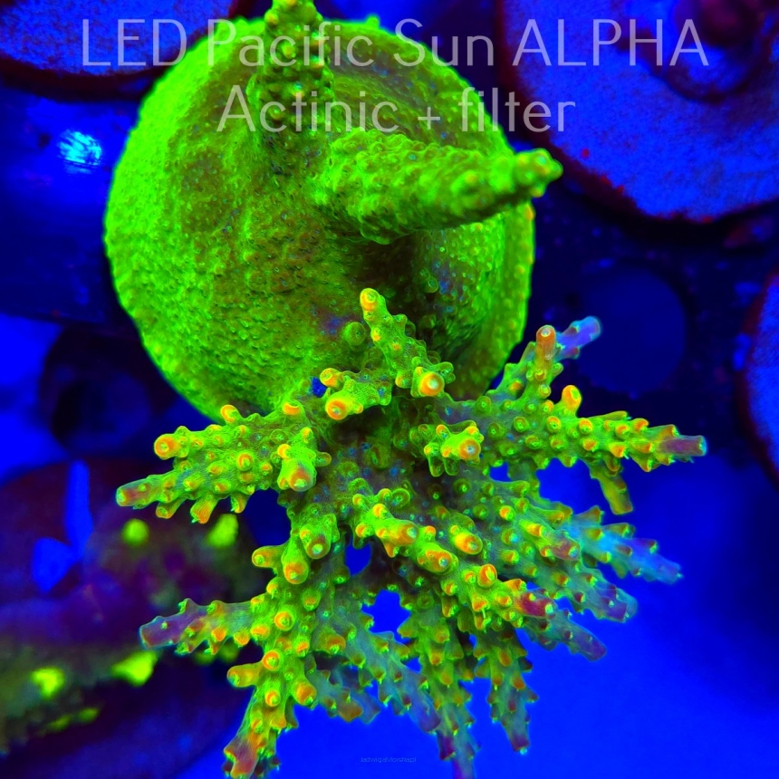 Acropora RR RAINBOW LOOM  (19.01.2025) L2-I-34  9cm