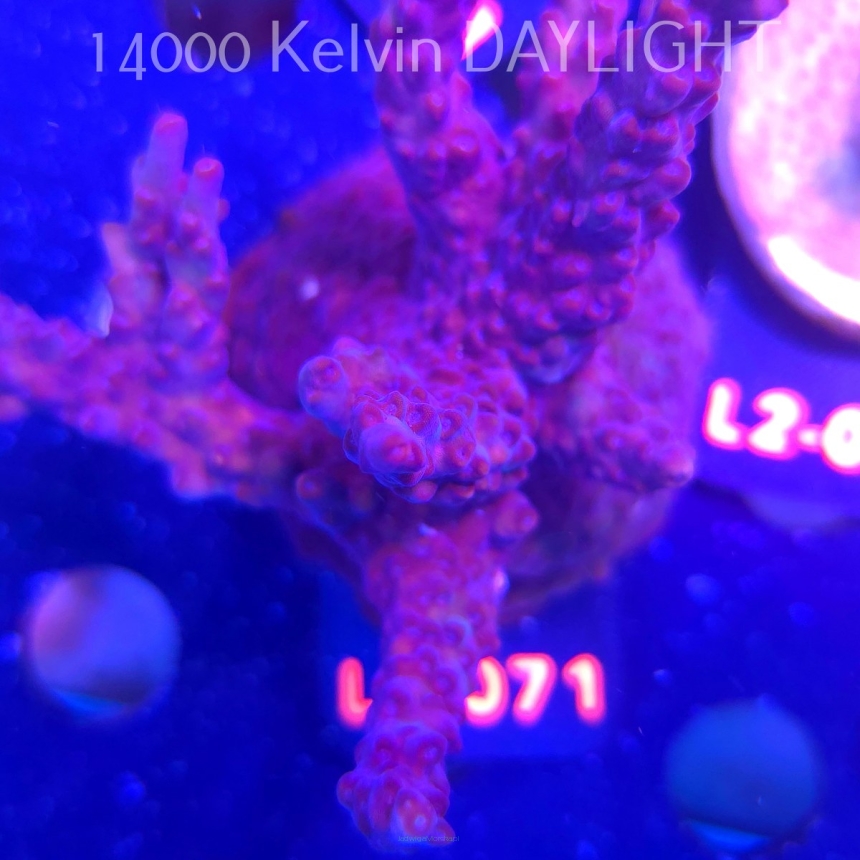 Acropora sp AUSTRALIA (12.11.2025) L2-071  10cm