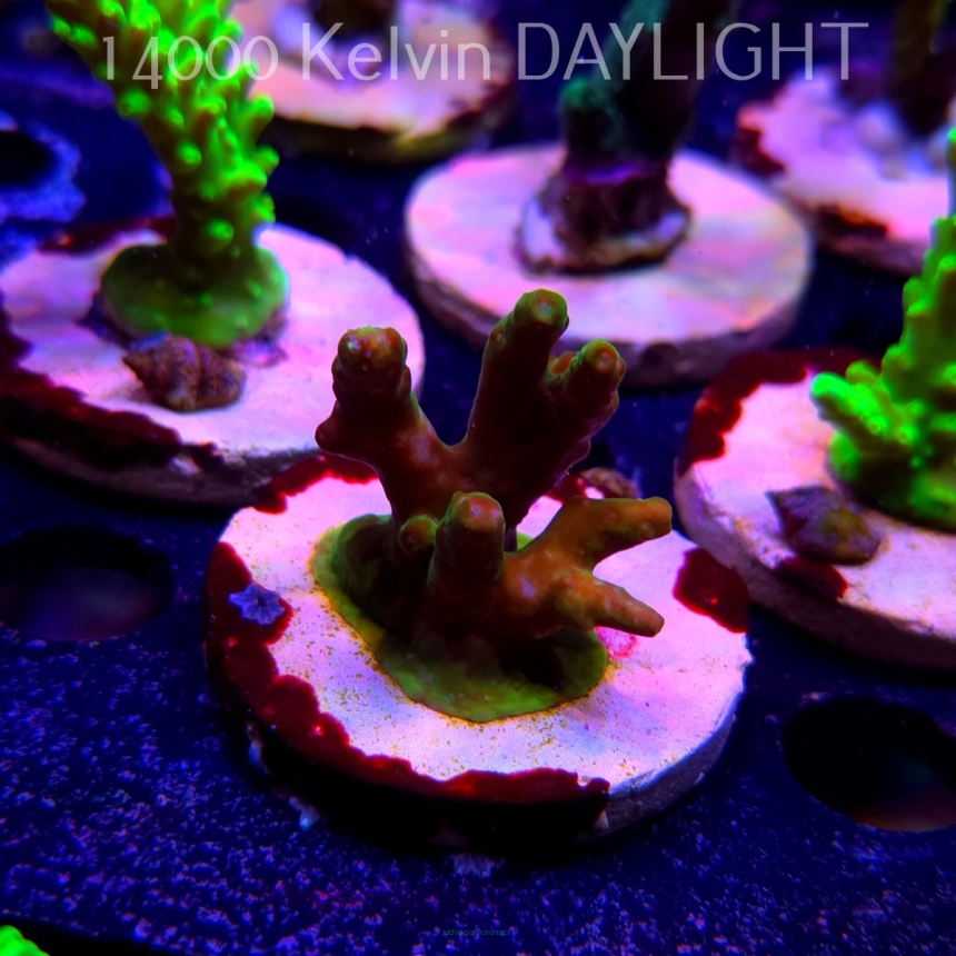 Acropora sp. AUSTRALIA (19.06.2025) L3-II-21  4cm