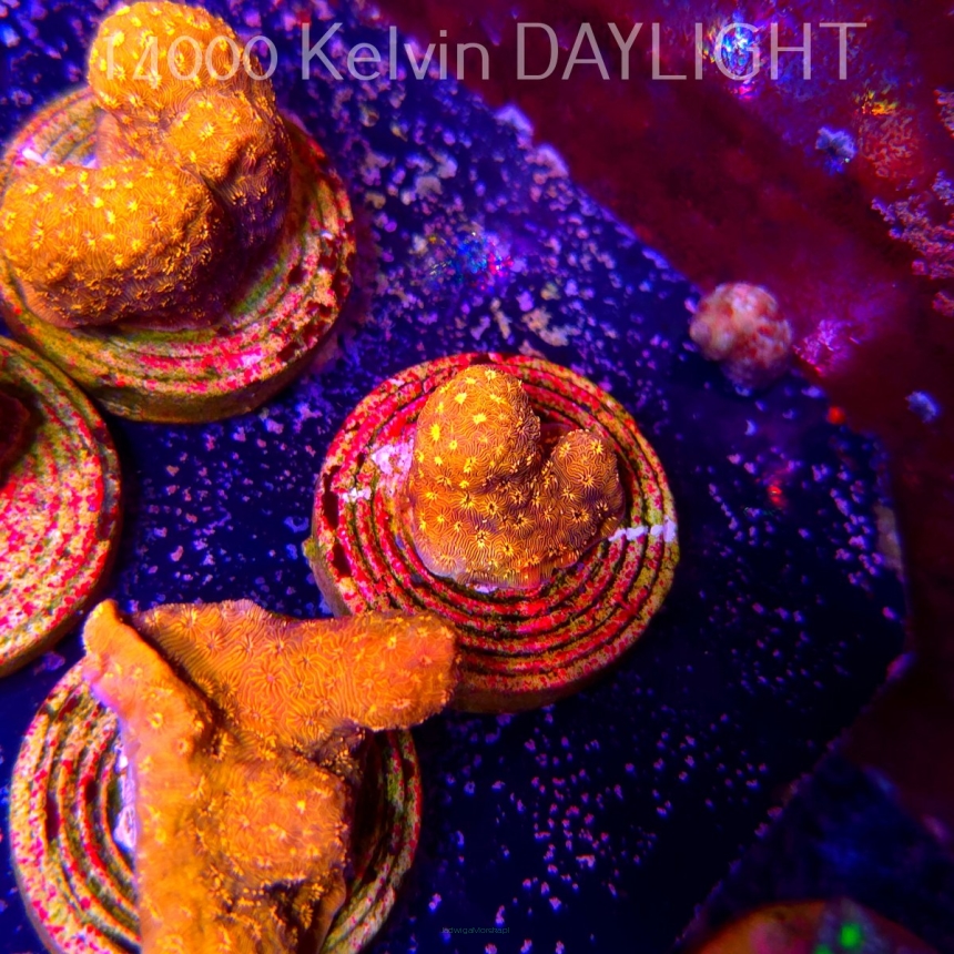 PAVONA MALDIVENSIS ORANGE (18.05.2025)  2cm