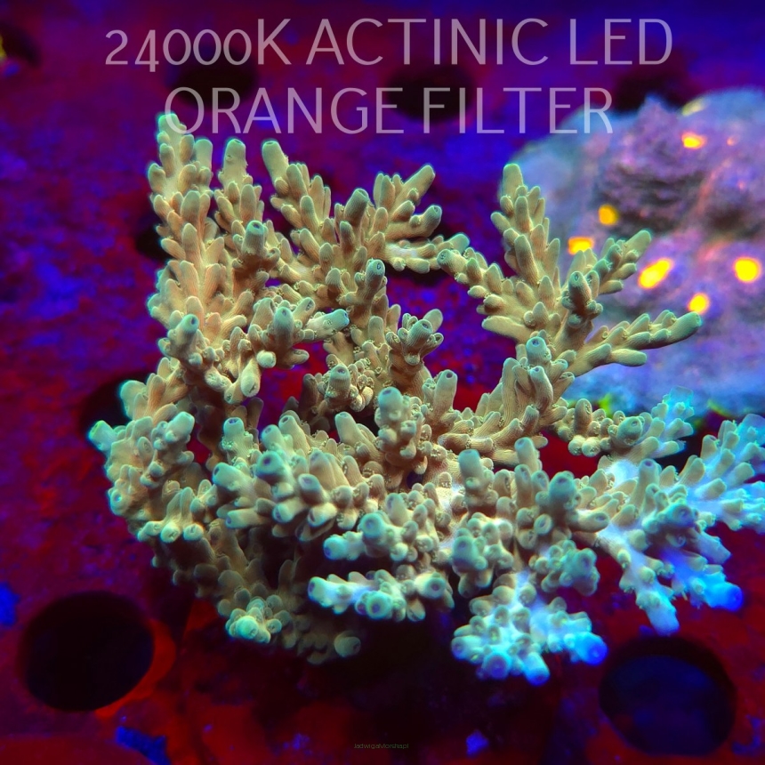  Acropora TSA GOLDEN JAWDROPPER (06.11.2025) MM1-II-27  10cm