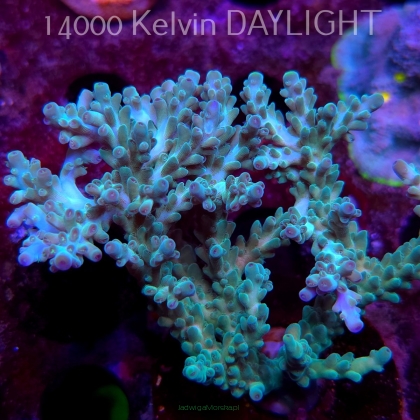 Acropora sp. AUSTRALIA (08.05.2025) MM1-II-27  9cm