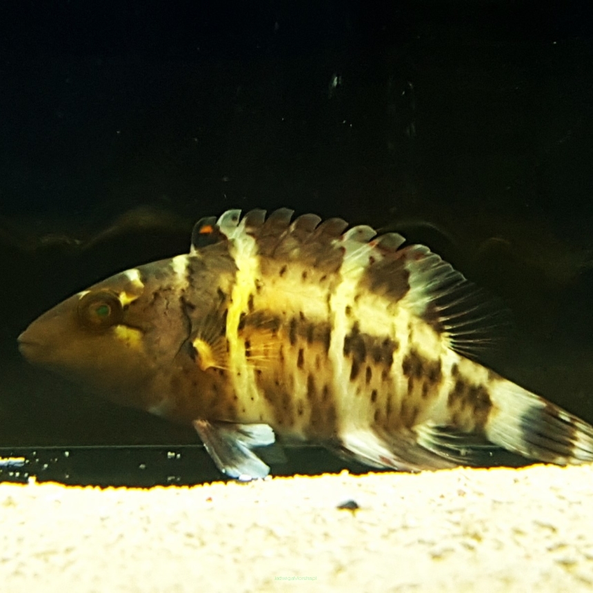 Cheilinus fasciatus (wargacz garbogłowy) rozmiar 12-15cm