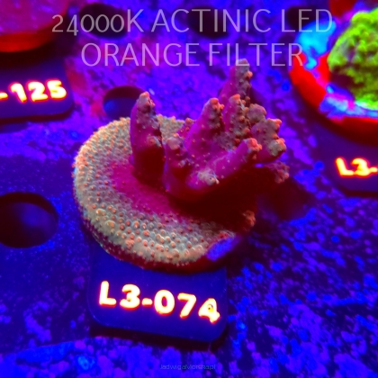 Acropora sp. PREMIUM AUSTRALIA (05.01.2026) L3-074  5cm