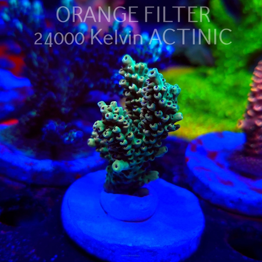 Acropora TG PINK FLOYD ACRO (20.03.2025) L1-III-11  6cm